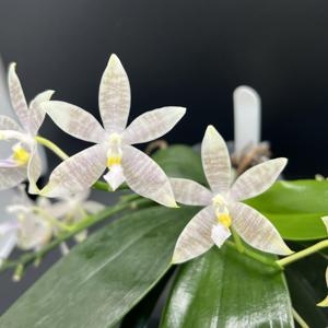 Phalaenopsis Mainshow Blue Sparrow