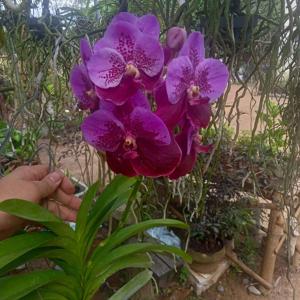 Vanda Seetidprasert Magic