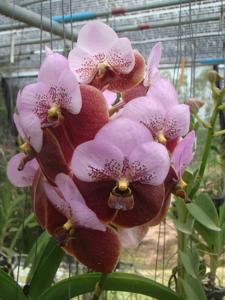 Vanda Seetidprasert Magic