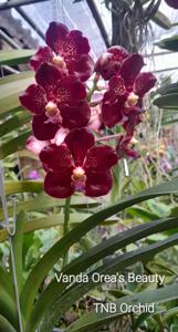 Vanda Orea's Beauty