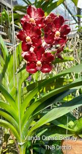 Vanda Orea's Beauty