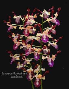 Dendrobium D. Setiawan Ramadhani