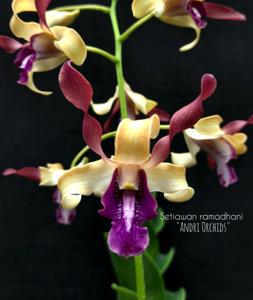 Dendrobium D. Setiawan Ramadhani