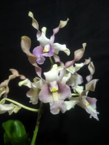 Dendrobium D. Setiawan Ramadhani