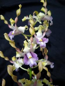 Dendrobium D. Setiawan Ramadhani