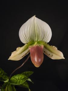 Paphiopedilum Charmingly Presidential