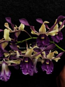 Dendrobium Roro Anteng