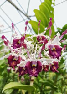 Dendrobium Cut Nyak Dhien