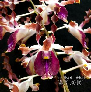 Dendrobium Cut Nyak Dhien