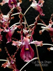 Dendrobium Cut Nyak Dhien