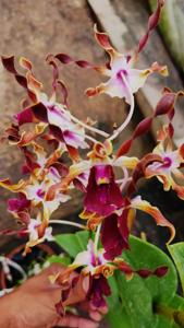 Dendrobium Cut Nyak Dhien