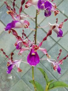 Dendrobium Cut Nyak Dhien