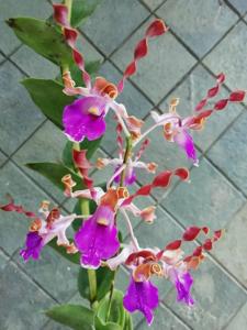 Dendrobium Cut Nyak Dhien