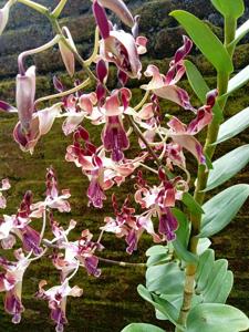 Dendrobium Cut Nyak Dhien