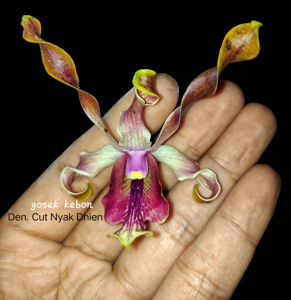 Dendrobium Cut Nyak Dhien