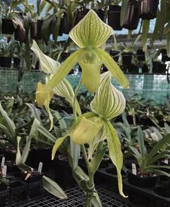 Paphiopedilum Dr Alice Twomey