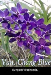 Vandachostylis Chang Blue