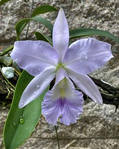 Cattleya Memoria Val Goswell