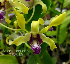 Dendrobium Ahsan Wicaksono