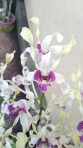 Dendrobium Ahsan Wicaksono