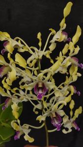 Dendrobium Ahsan Wicaksono