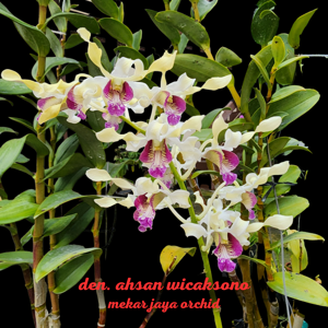 Dendrobium Ahsan Wicaksono