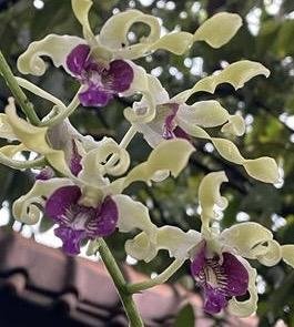 Dendrobium Ahsan Wicaksono