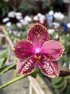 Phalaenopsis Mainshow Tiger