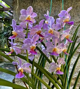 Vanchoanthe Vincent Chia