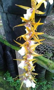 Bratonia Glos' Golden Prosperity