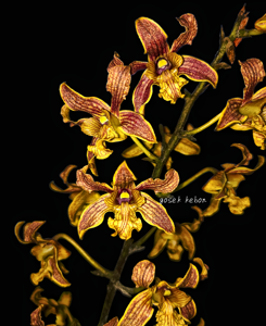 Dendrobium Bossaldo