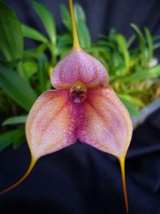 Masdevallia Teipels Veigloria