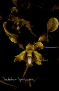 Dendrobium Fapertagama