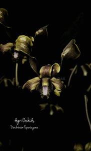 <i>Dendrobium</i> Fapertagama
