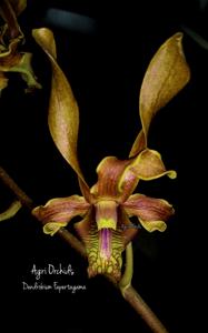 Dendrobium Fapertagama