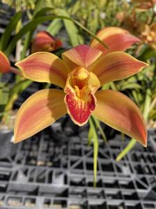 Cymbidium Eburneum Gold