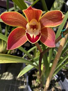 Cymbidium Eburneum Gold