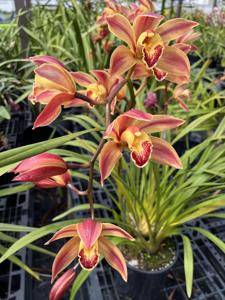 Cymbidium Eburneum Gold