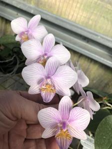 Phalaenopsis Mrs Lani Tobia Mayangao