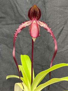 Paphiopedilum Shih Yueh Swallow