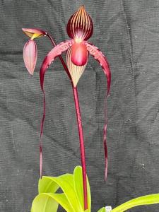 Paphiopedilum Shih Yueh Swallow