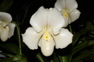 Paphiopedilum White Lady