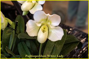 Paphiopedilum White Lady