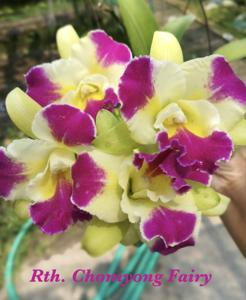 Rhyncattleanthe Chomyong Fairy