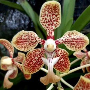 Vanda Sultan Ar Rayyan