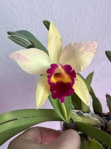 <i>Rhyncattleanthe</i> Martha's Exotic Magic