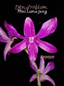 Dendrobium Mini Lumajang