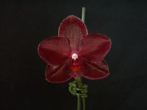 Phalaenopsis Blood-Red Buddha