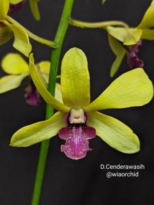 Dendrobium Cenderawasih