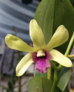 Dendrobium Cenderawasih